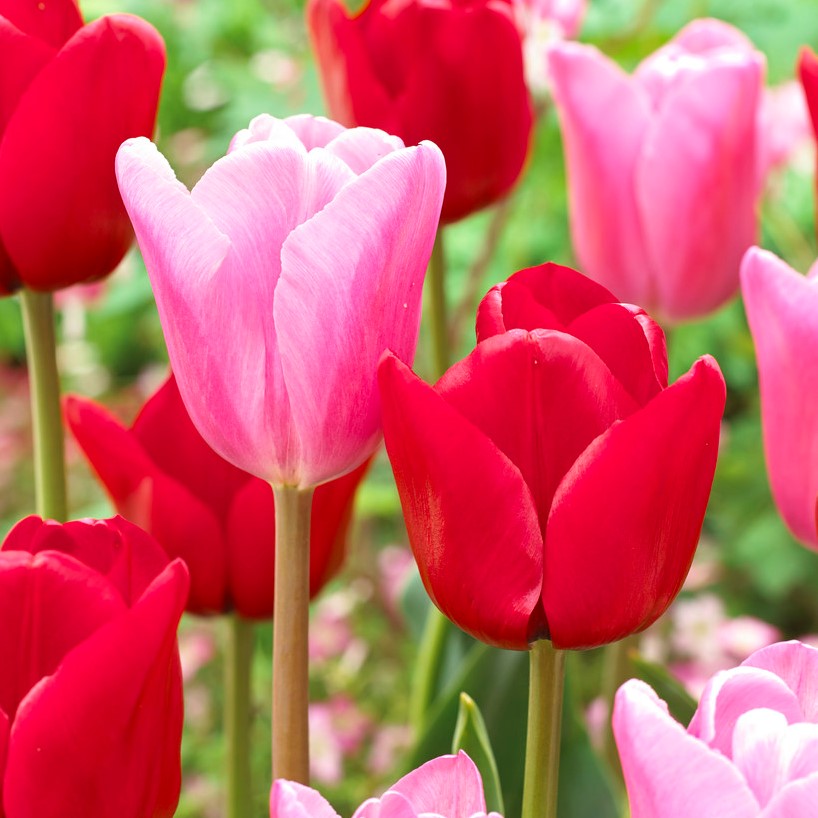 Darwintulpan Mix 10st - Tulipa gesneriana Feeling Love Mix