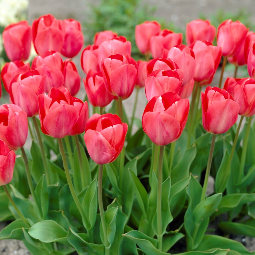 Darwintulpan 10st - Tulipa darwin Hans Brinker