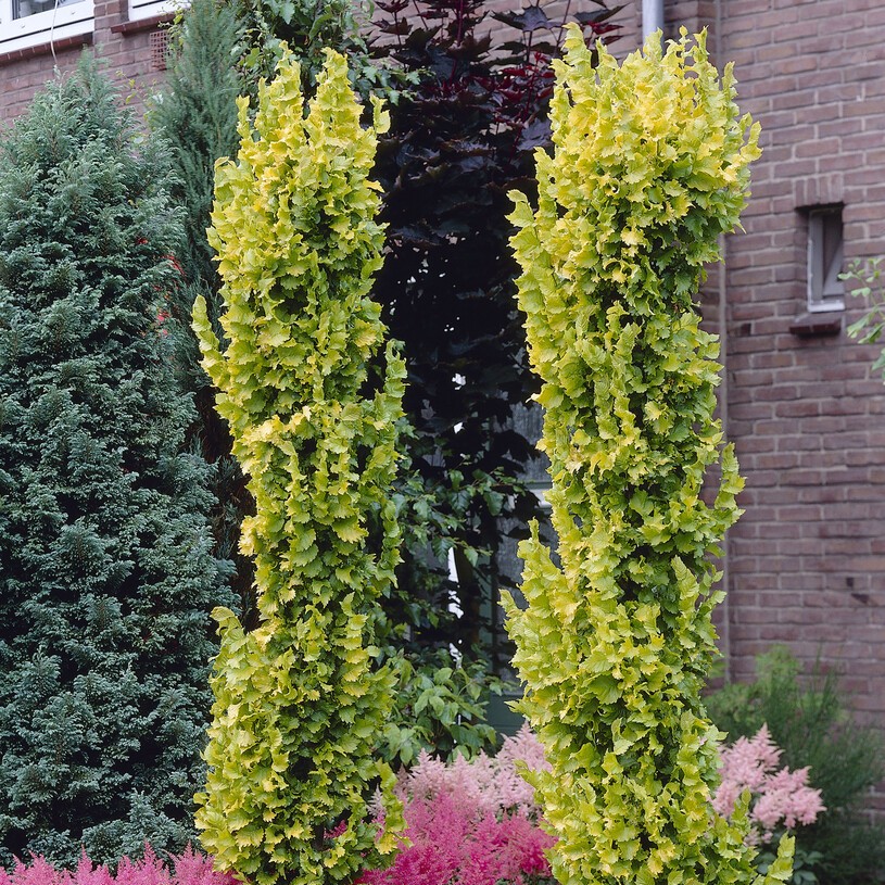 Guldalm - Ulmus hollandica Wredei (Storlek: 200 stam C15)