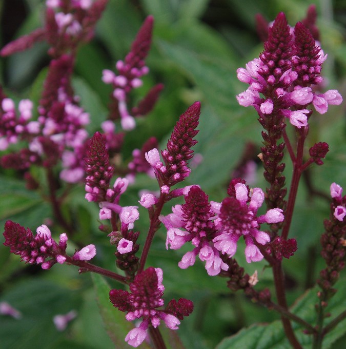 Rosa Bl&aring;verbena - Verbena hastata Pink Spires (Krukstorlek: 3L)