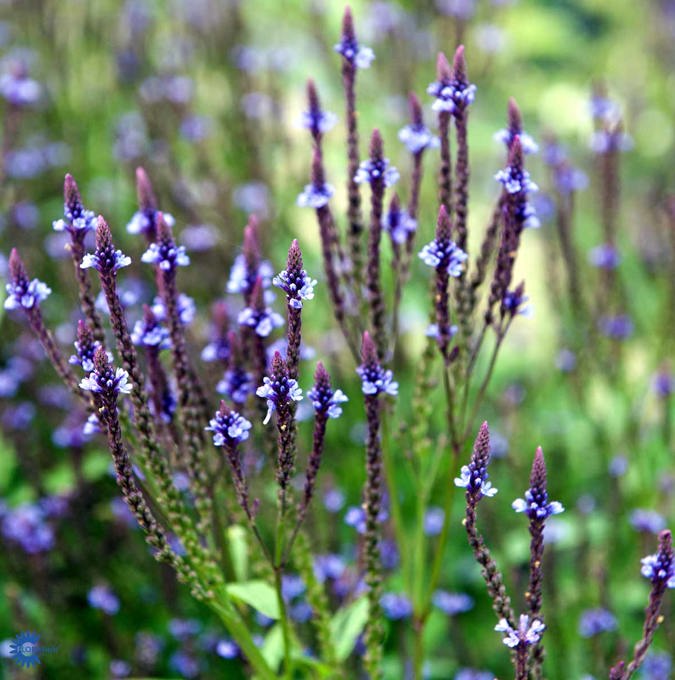 Bl&aring;verbena - Verbena hastata (Krukstorlek: 3L)