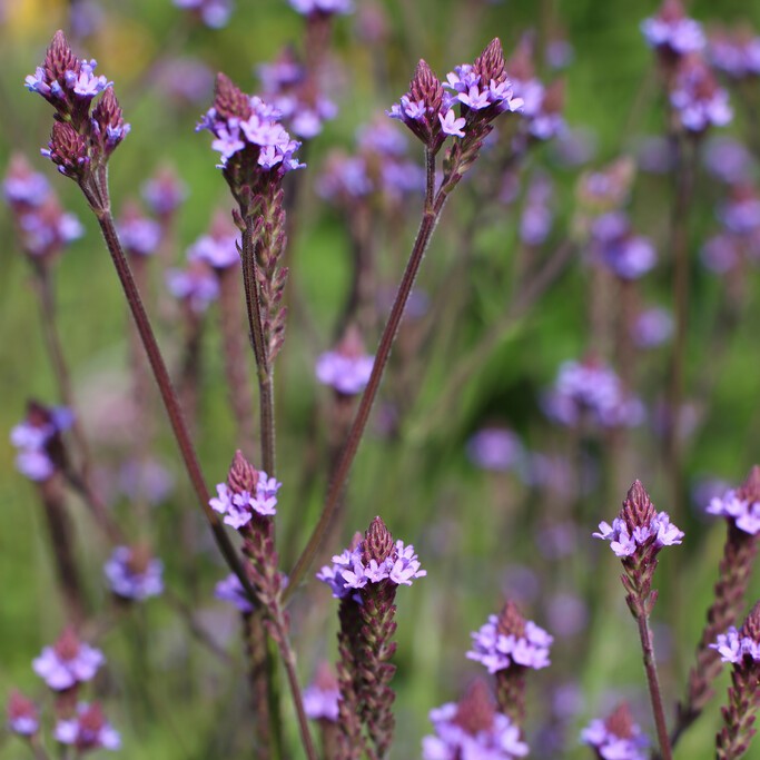 Blåverbena - Verbena hastata Blue Spires (Krukstorlek: 0,5-1L)