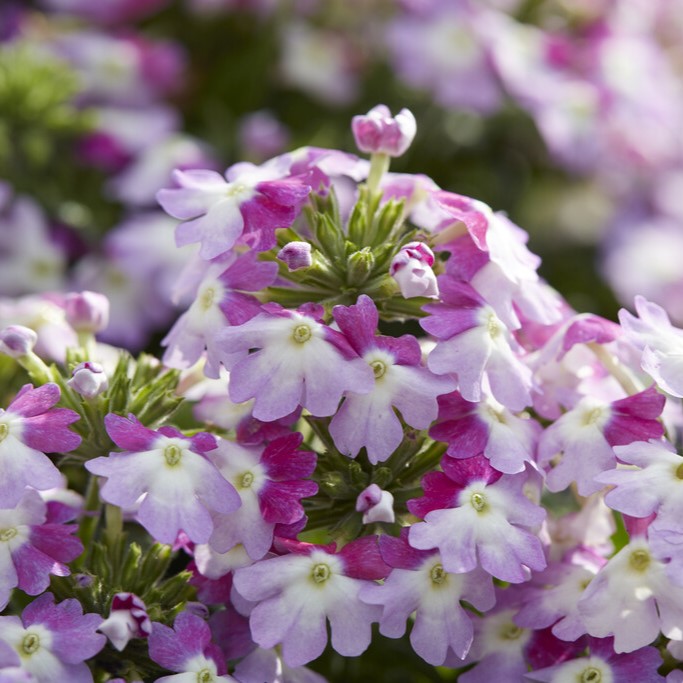 Verbena, Stickling 3-pack - Verbena Venturi&reg; Bicolour Pink