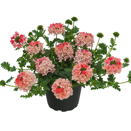 Verbena, Stickling 3-pack - Verbena hybrida Vepita Peach