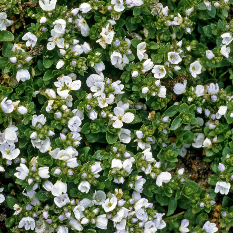 Krypveronika - Veronica repens (Krukstorlek: 0,5-1L)