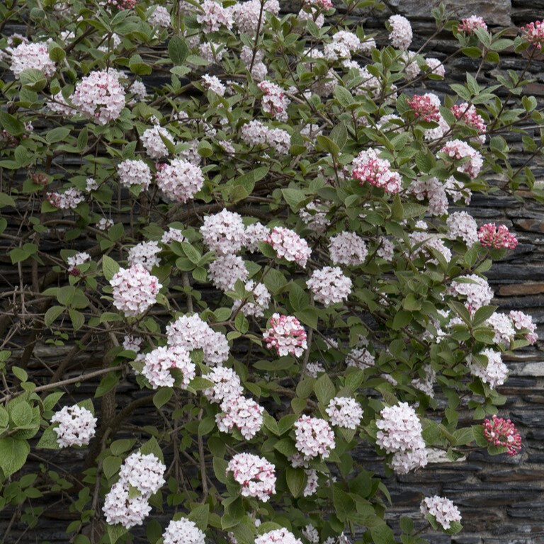 Luktolvon - Viburnum carlesii Compactum (Storlek: 30-40 C5)