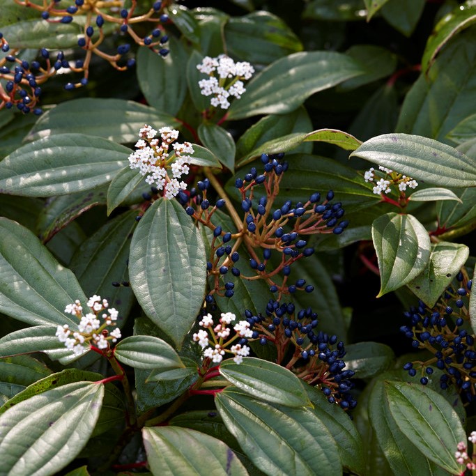 Davidsolvon - Viburnum davidii (Storlek: 25-30 C2)