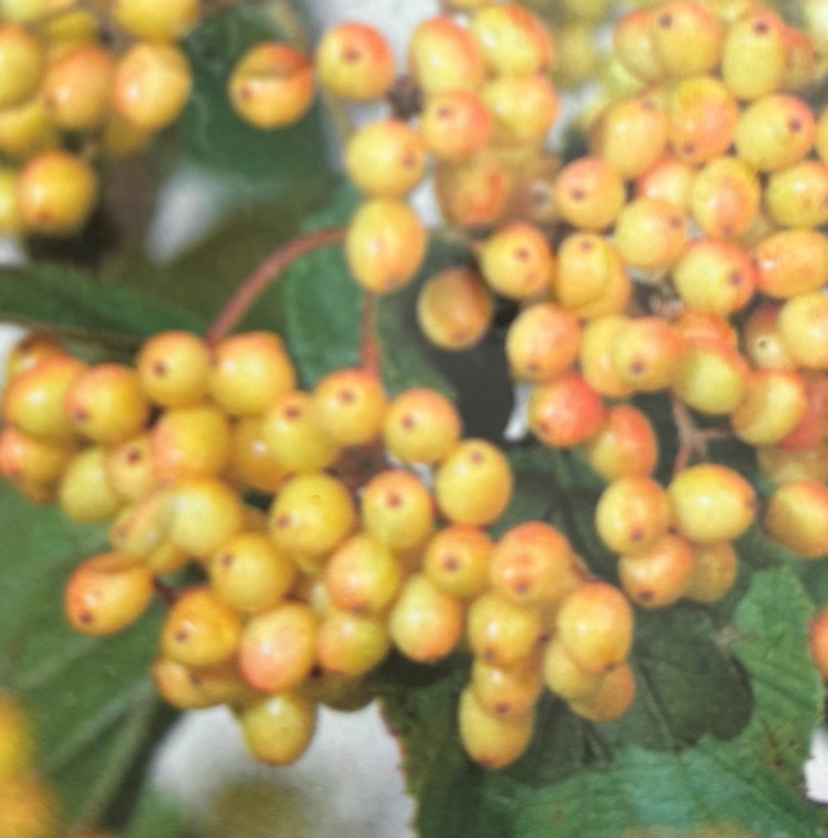 Olvon - Viburnum dilatatum Michael Dodge (Storlek: 30-40 C4)