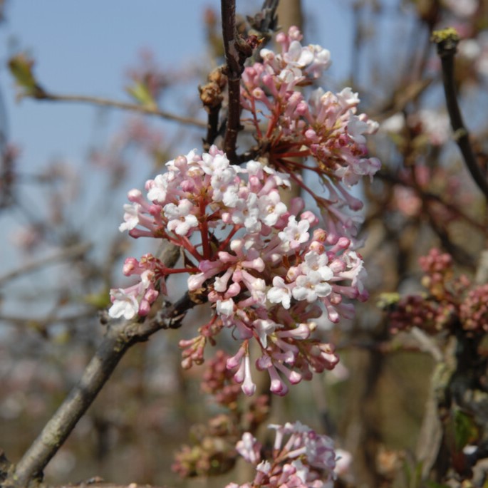 Kejsarolvon - Viburnum farreri December Dwarf &reg; (Storlek: 30-40 C3)