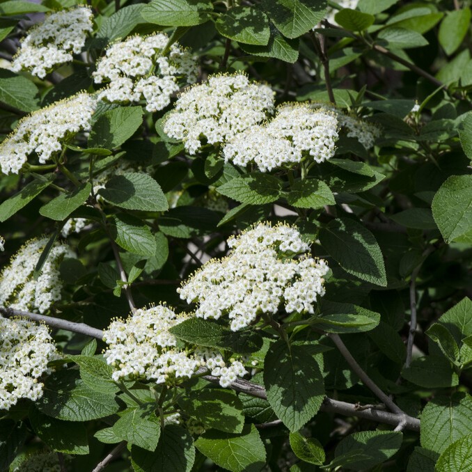 Parkolvon - Viburnum lantana (Storlek: 60-80 C5)