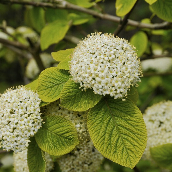 Parkolvon - Viburnum lantana Aureum (Storlek: busk C3)