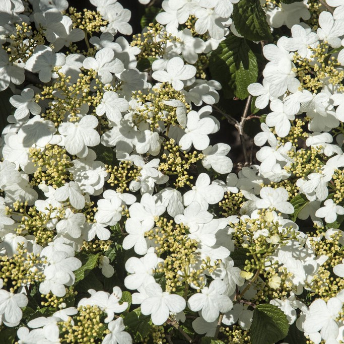 Japansk Sn&ouml;bollsbuske - Viburnum plicatum f. tomentosum Summer Snowflake (Storlek: 60 stam C5)