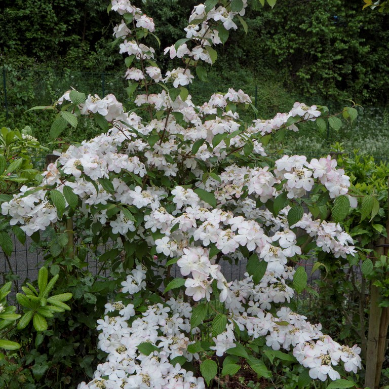 Nakenolvon - Viburnum nudum Pink Beauty (Storlek: 30-40 C3,5)