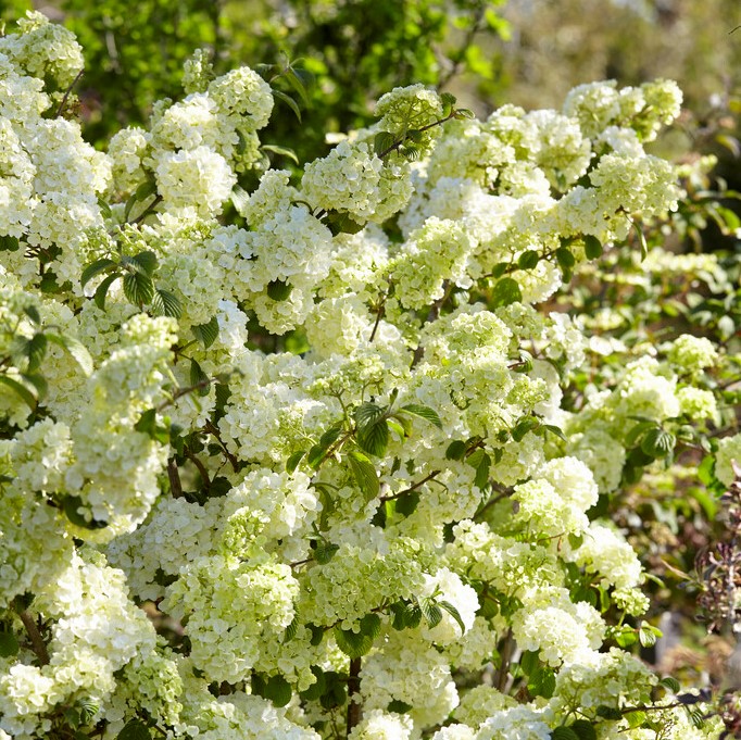 Japansk Sn&ouml;bollsbuske - Viburnum plicatum Popcorn (Storlek: 40-50 C3)