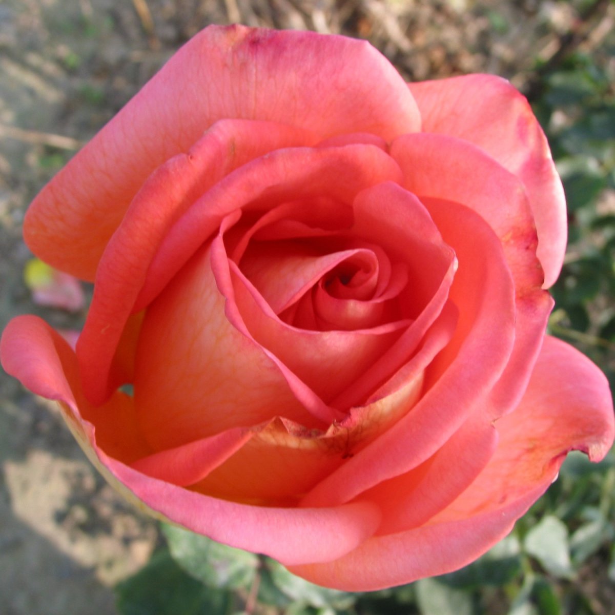 Tehybridros - Rosa tehybrid Victor Borge &trade; (Krukstorlek: 4L)