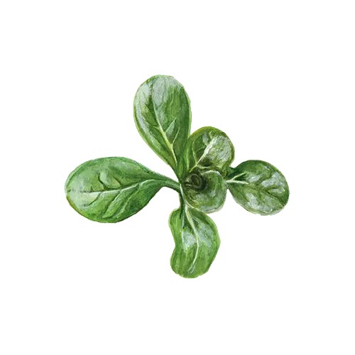 Sallat, Vinter-, Vit - Valerianella locusta Vit