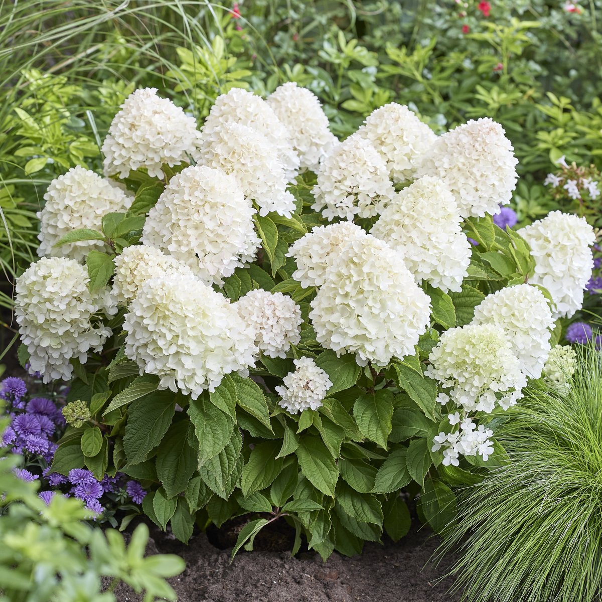 Vipphortensia - Hydrangea paniculata Living Sugar Rush &reg; (Storlek: busk C2)
