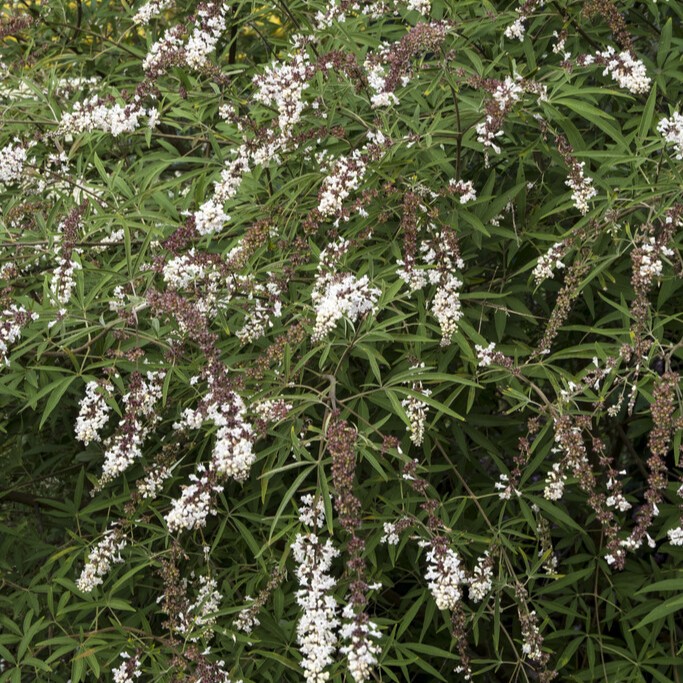 Kyskhetstr&auml;d - Vitex agnus-castus Albus &reg; (Storlek: 25-30 C3)