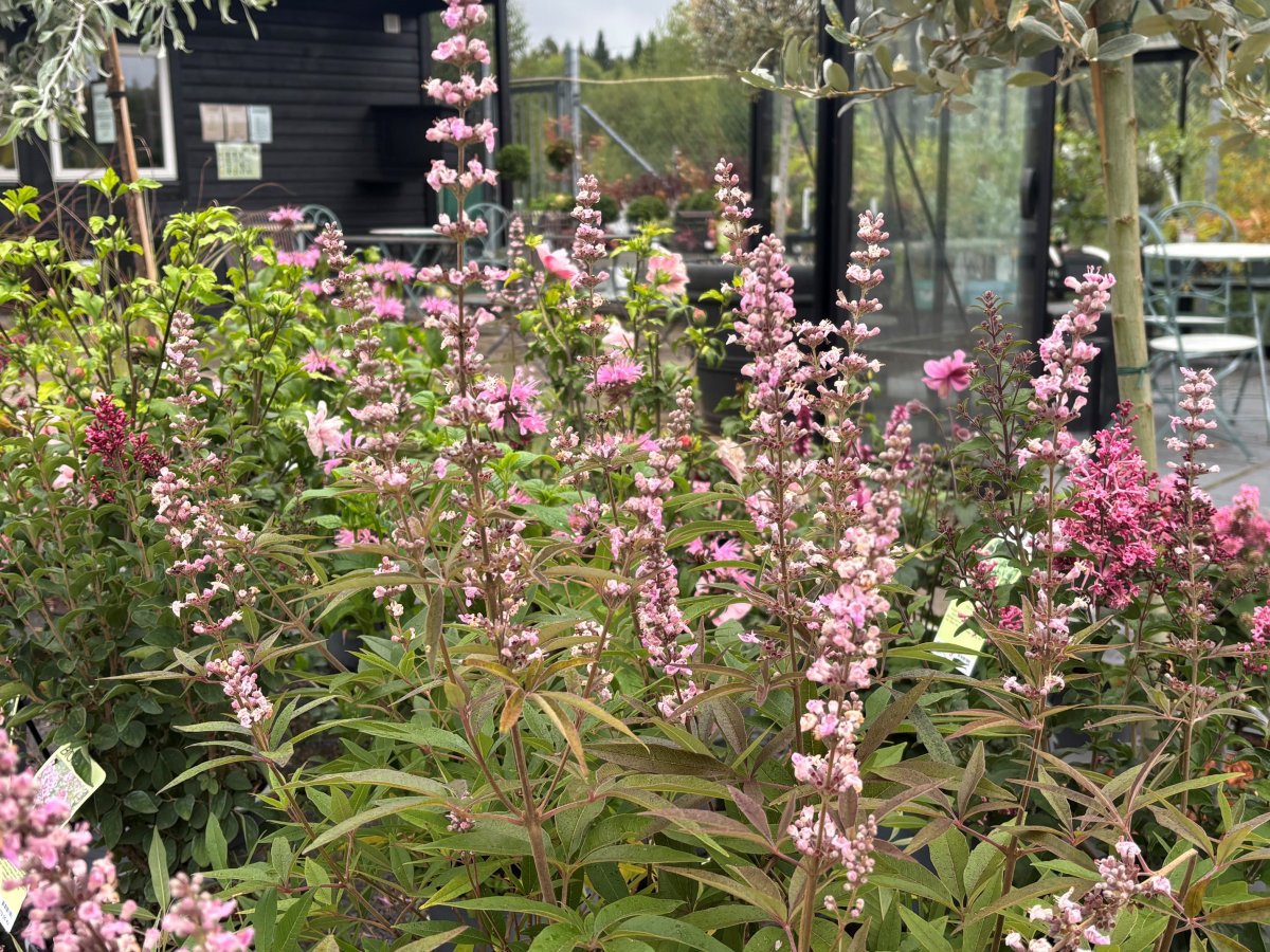 Kyskhetsträd - Vitex agnus-castus Galactic Pink ® (Storlek: 25-30 C3)