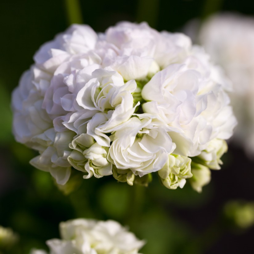 Rosenpelargon, kruka - Pelargonium x hortorum Vit Rosenknopp (Vitrosen)