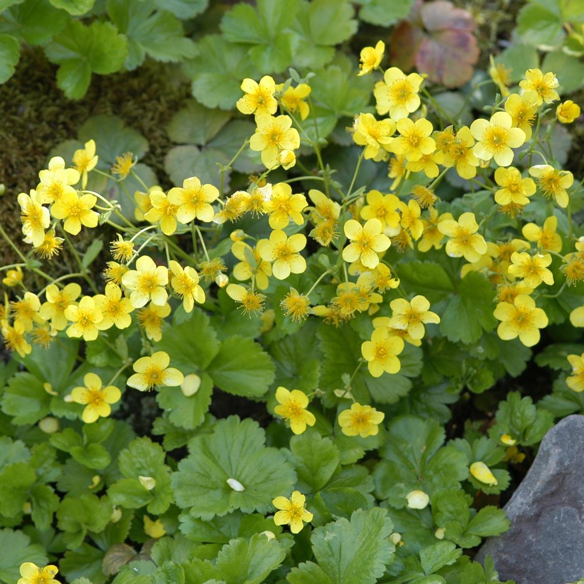 Waldsteinia