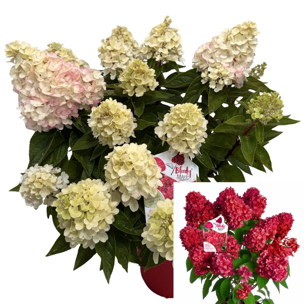 Vipphortensia - Hydrangea paniculata Bloody Marie ® (Storlek: busk C6)