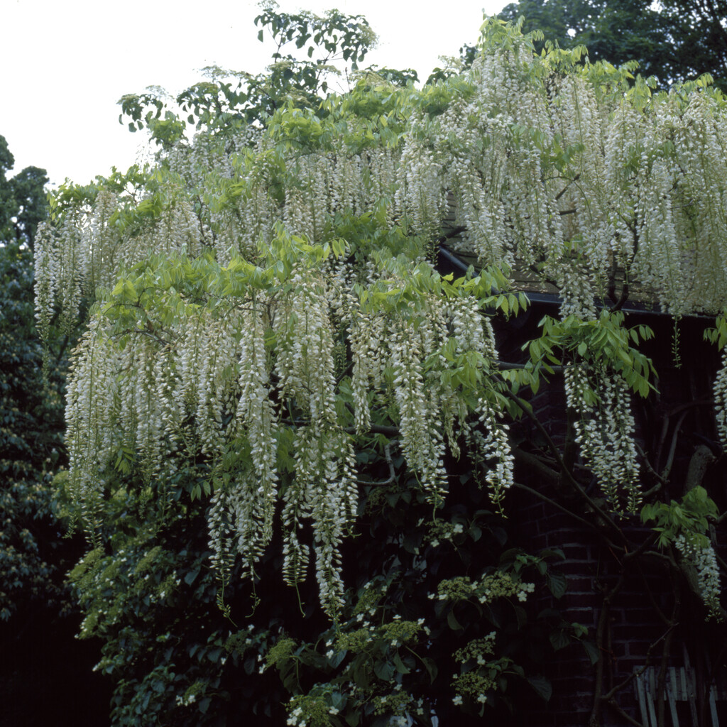 Kinesiskt Vita Bl&aring;regn - Wisteria sinensis Alba (Storlek: 175-200 C10)