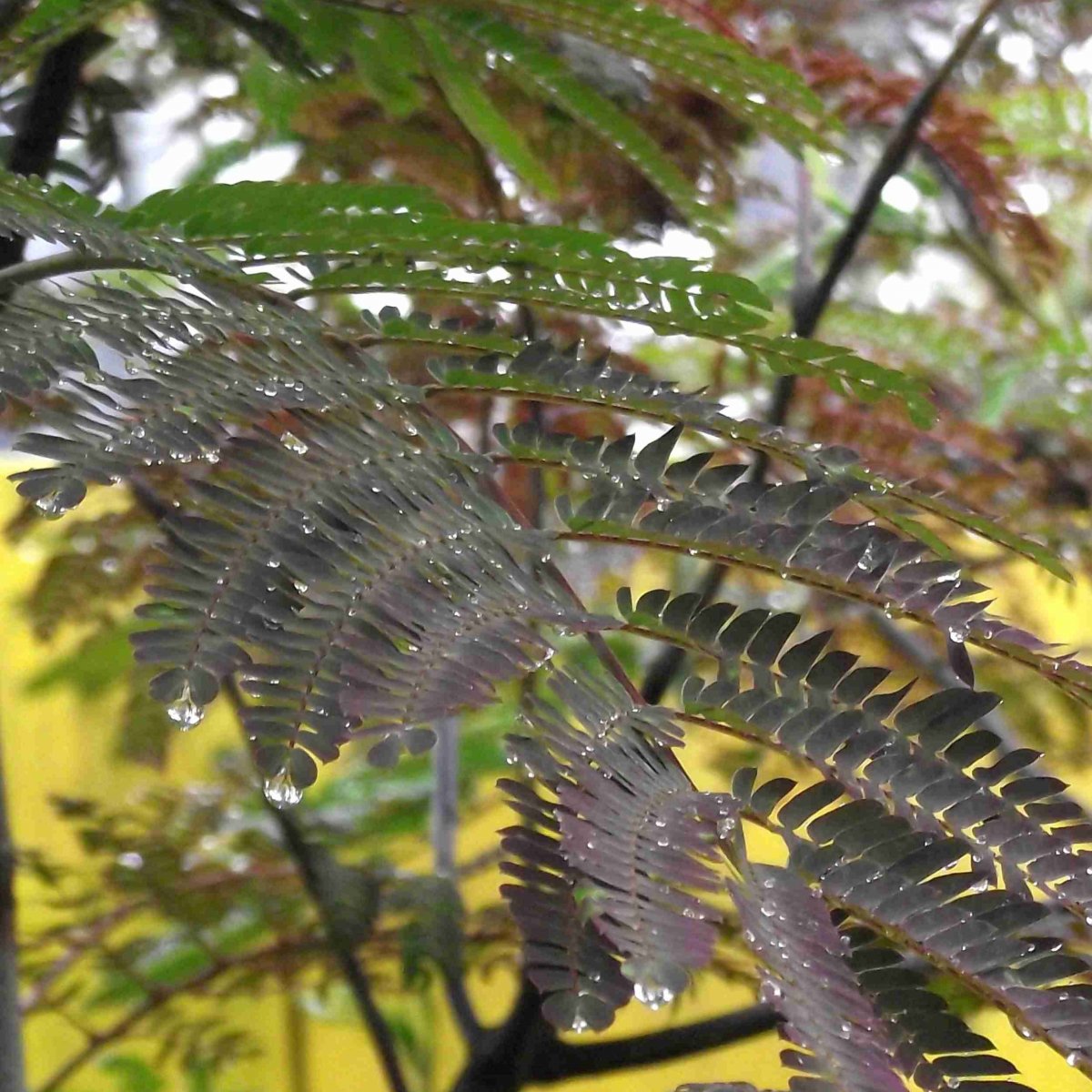 Silkesträd - Albizia julibrissin Evi´s Pride ® (Storlek: 60-80 C6)