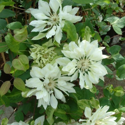 Klematis Storblommig - Clematis patens Yukiokoshi (Storlek: C2)
