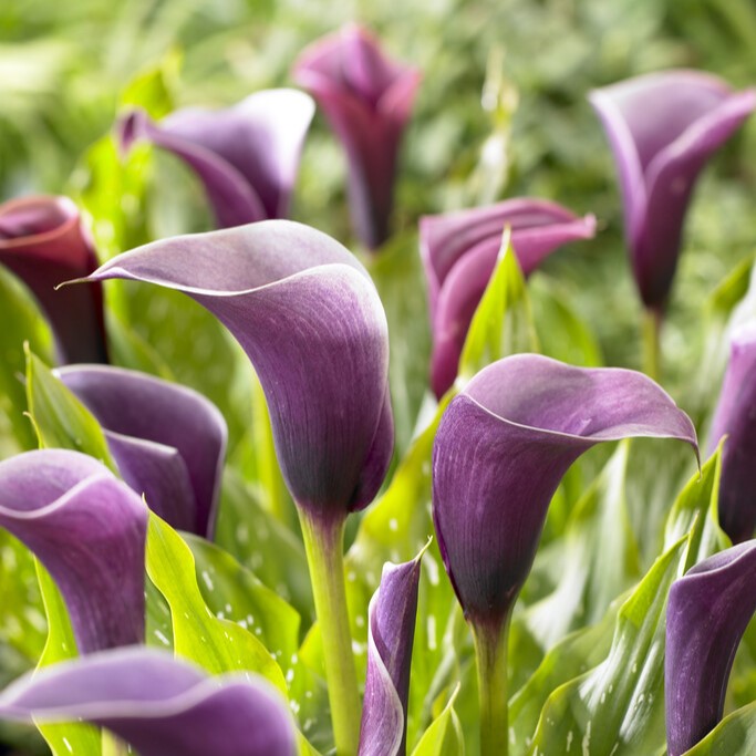 Kalla Zantedeschia Zaomi 1st