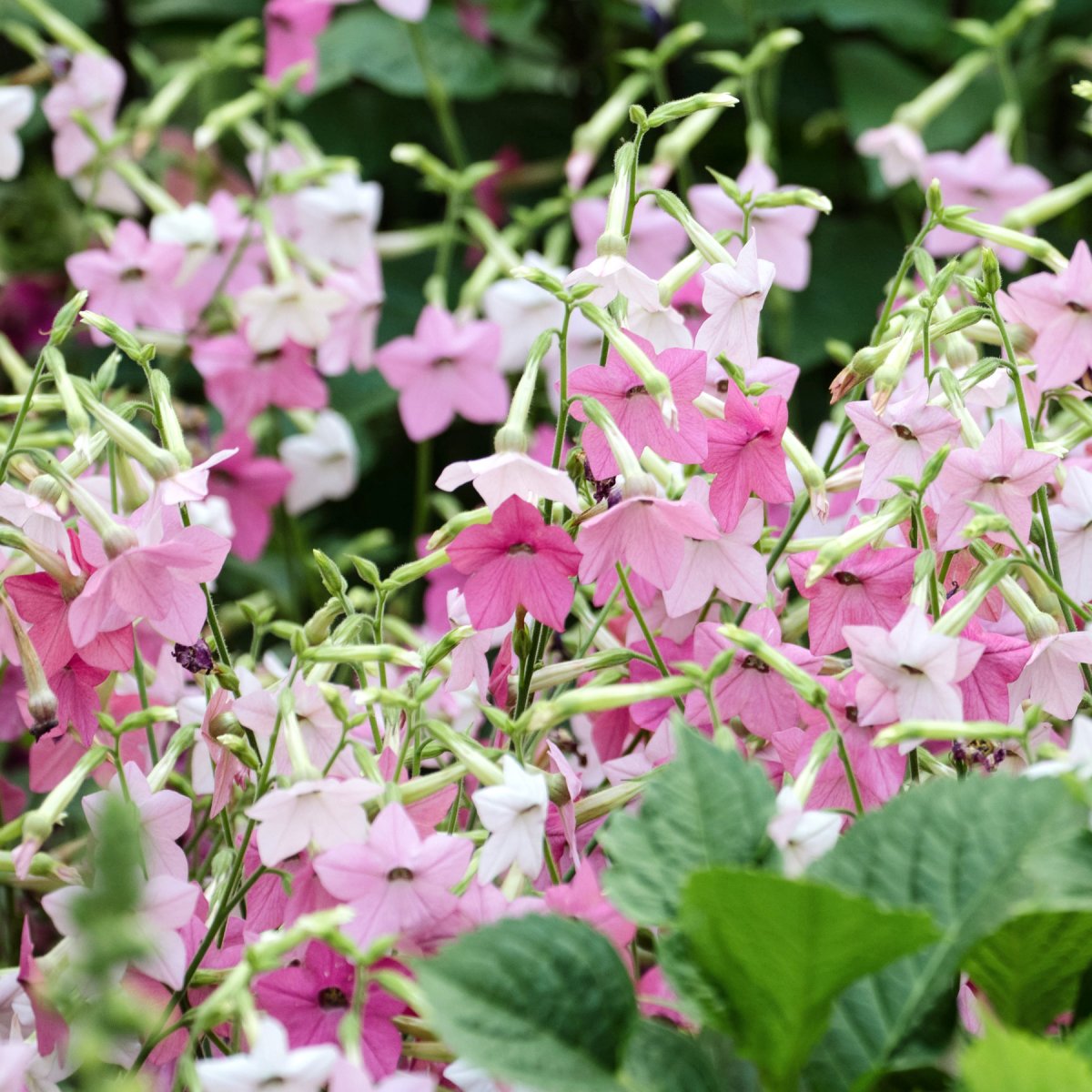 Blomstertobak, Marshmallow - Nicotiana mutabilis Marshmallow
