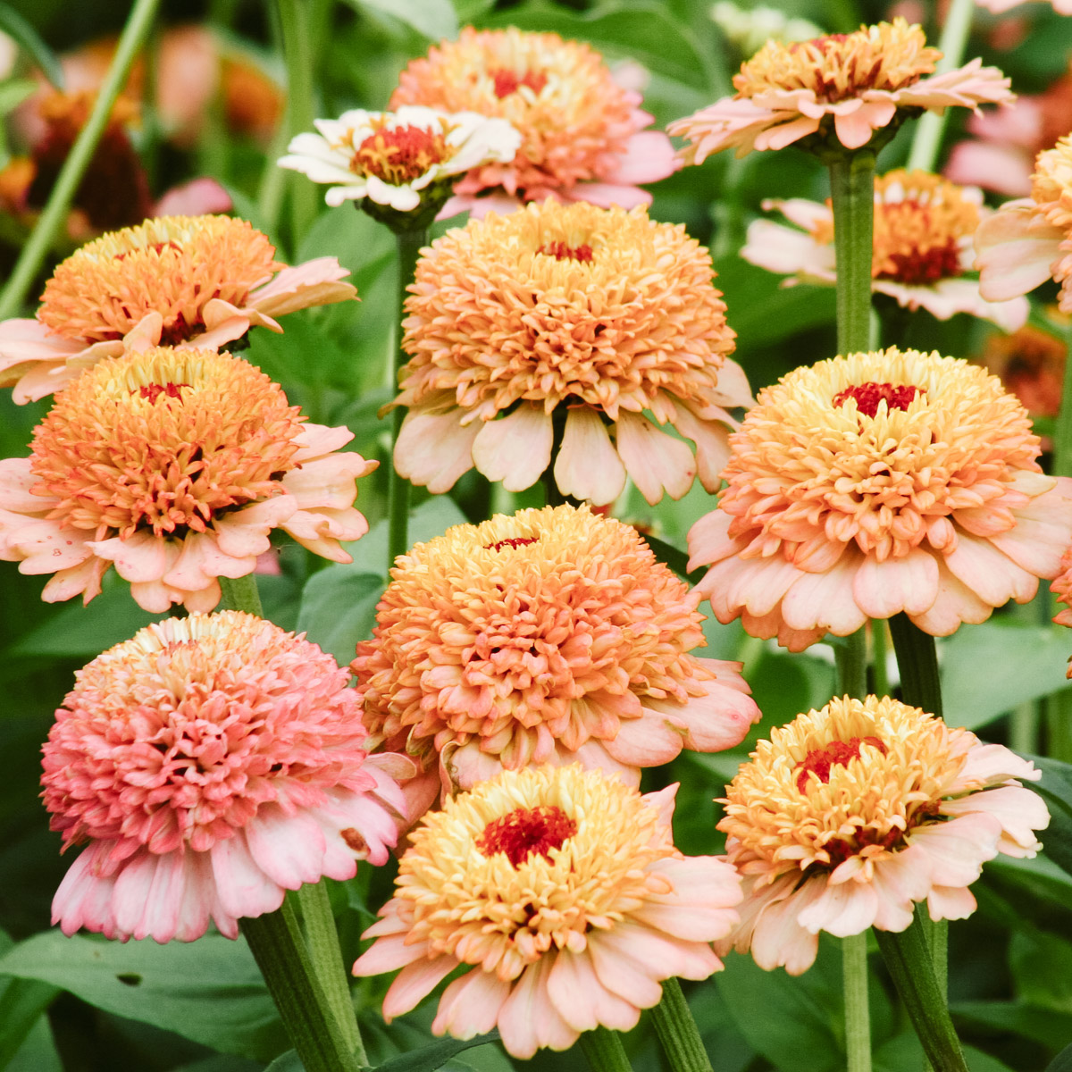 Zinnia, Zinderella Peach - Zinnia elegans Zinderella Peach