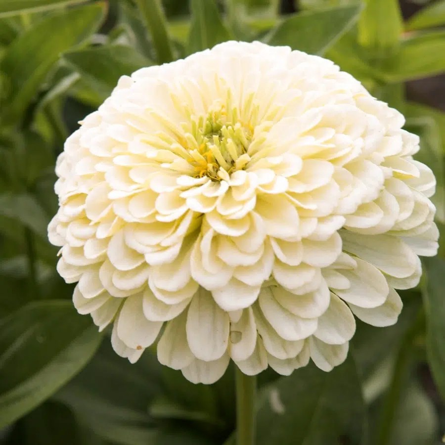 Zinnia, Isabellina - Zinnia elegans Isabellina