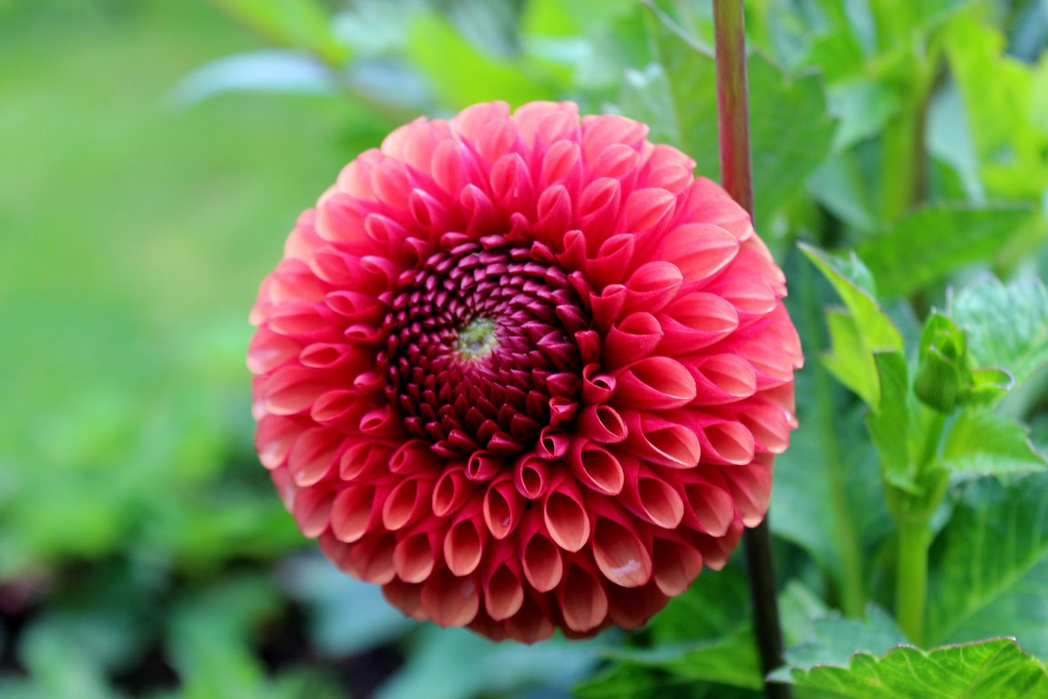 Förodla dahlior inomhus för tidigare blomning