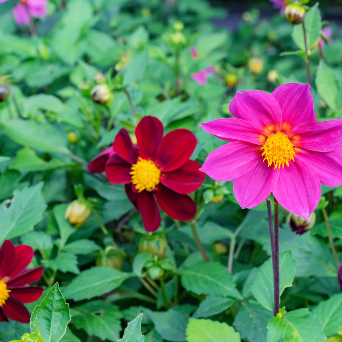 Dahlia Mignon