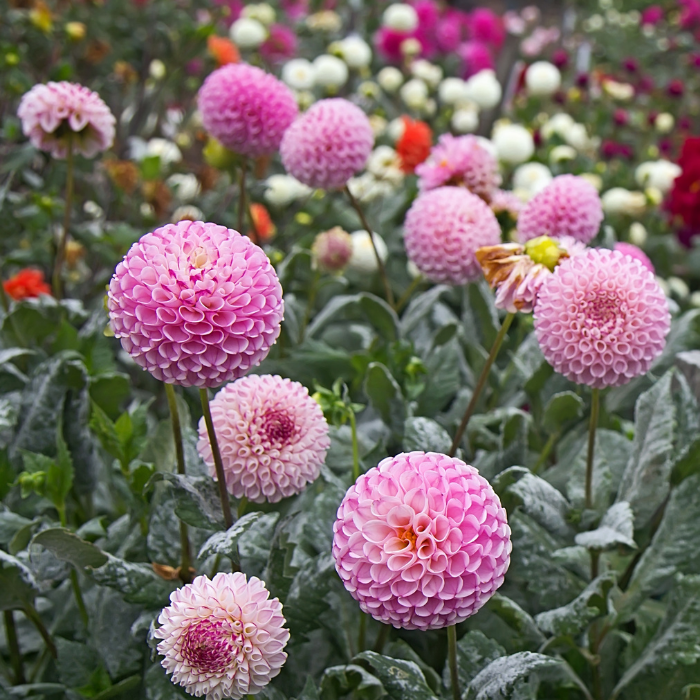 Dahlia boll