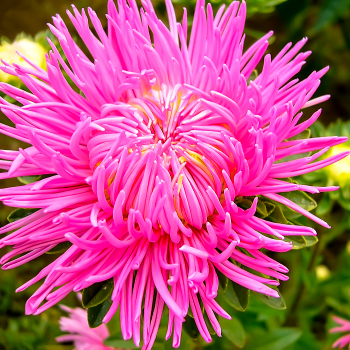 dahlia kaktus