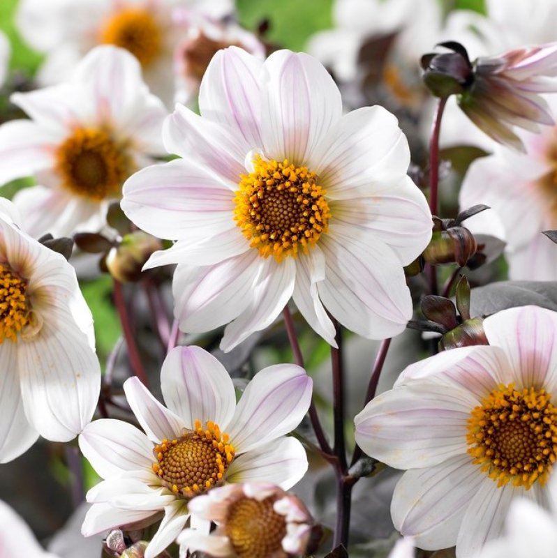 dahlia pion