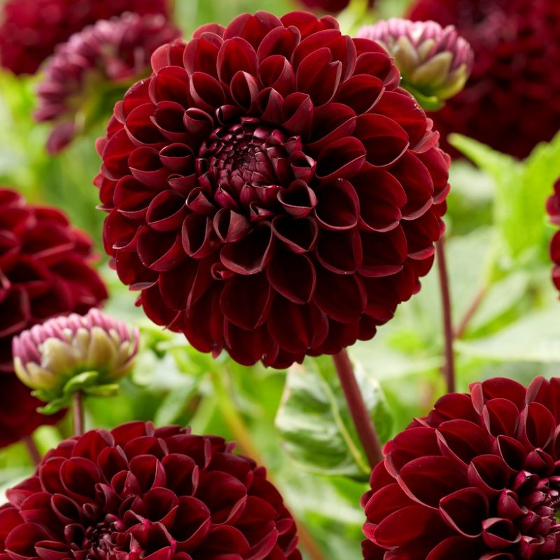 dahlia pompon
