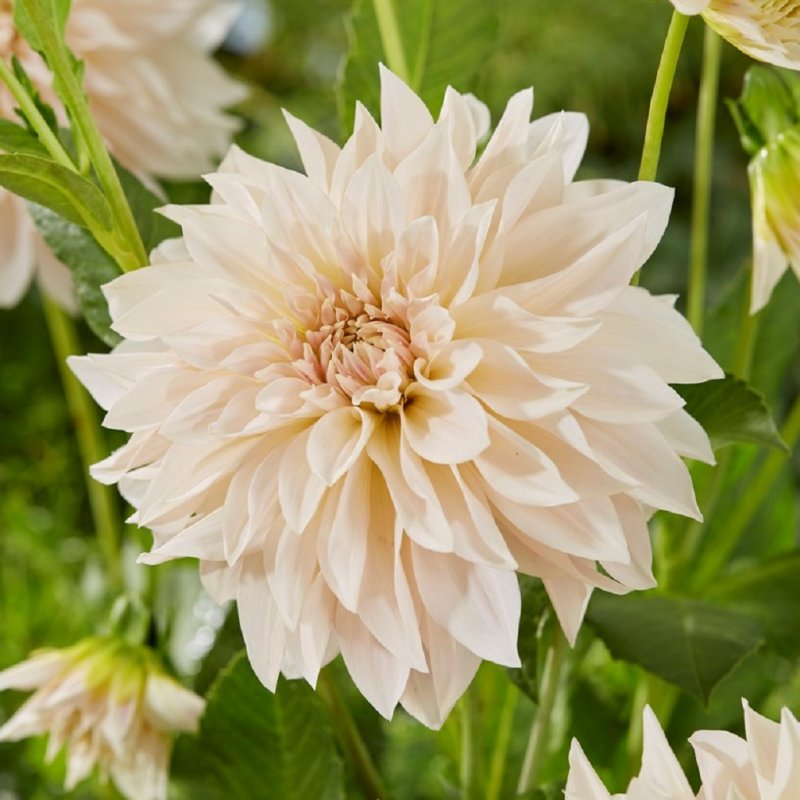 dahliacafeaulait