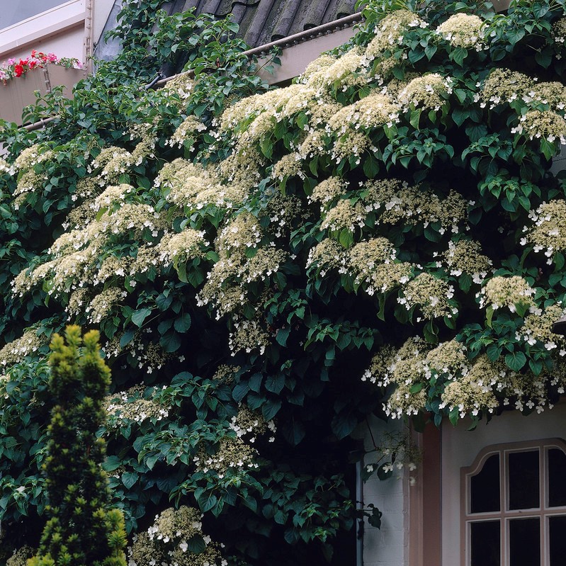 Beskärning av hortensia