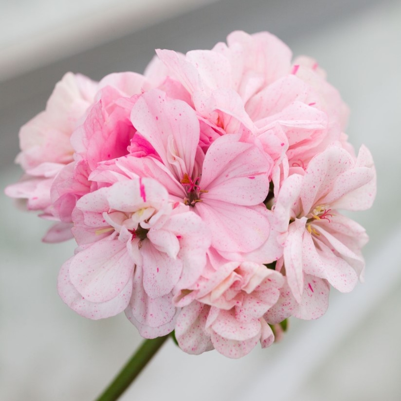 Pelargoner - odling, skötsel och övervintring