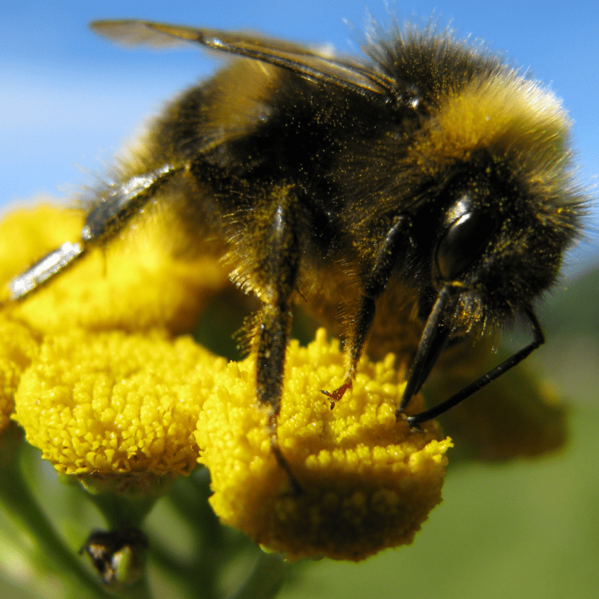 pollinatörer som humlor